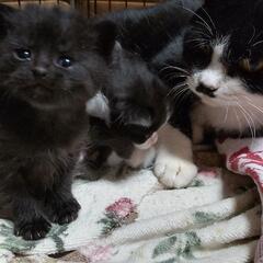【子猫残り1匹】生後1ヶ月黒♀、白黒のお母さん（推定3歳前後）