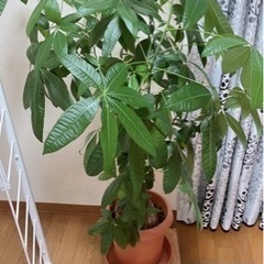 観葉植物 パキラ 約120cm