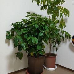 【ネット決済・配送可】観葉植物　珈琲の木