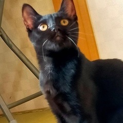 可愛い黒猫のカピリナちゃん - 猫