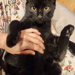 黒猫の男の子　６ヶ月