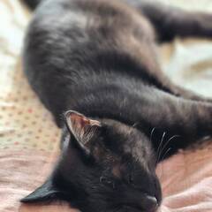 黒猫の男の子　６ヶ月 - 猫