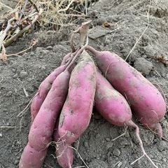 さつまいも3種類5キロ