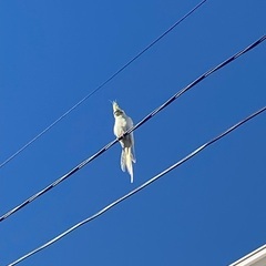 神奈川県横浜市でオカメインコを探しています