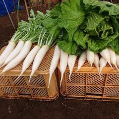 大根、🥬白菜など秋野菜