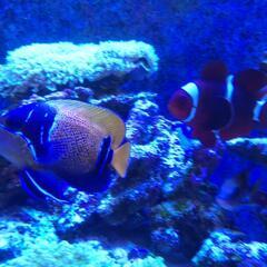 取引中＊海水魚　イナズマヤッコ　6〜7cm