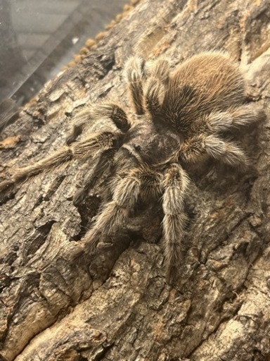 【♀確定】Grammostola sp.North ？ 白コモタランチュラ 体長7cm程 ムカデセンチピードメルラネラカマキリナナフシワラジムシサソリ蜘蛛