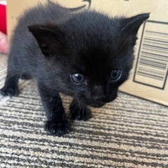 【話し合い中】生後3週間、オスの黒猫ちゃん❣️の画像