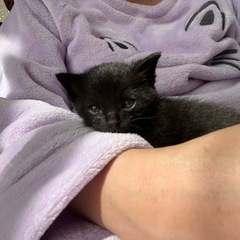 【話し合い中】生後3週間、オスの黒猫ちゃん❣️ - 猫