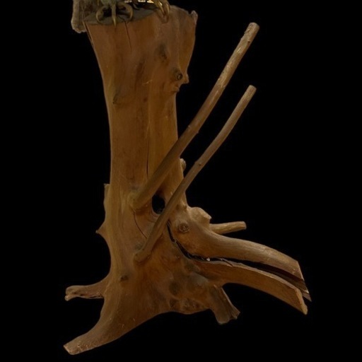 剥製 フクロウ 置物 標本 天然 コレクション m10058