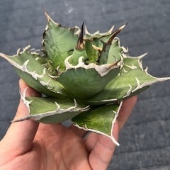 白鯨（胴切り天）