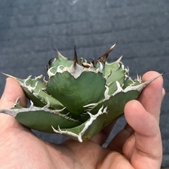 白鯨（胴切り天）