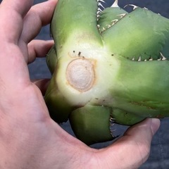 白鯨（胴切り天）