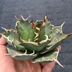 白鯨（胴切り天）2