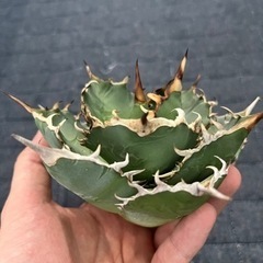 白鯨（胴切り天）2