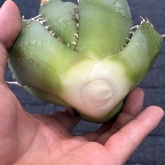 白鯨（胴切り天）2