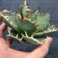 白鯨（胴切り天）3