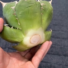 白鯨（胴切り天）3