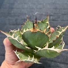 白鯨（胴切り天）3