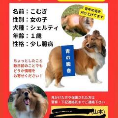 迷子の犬を探しています