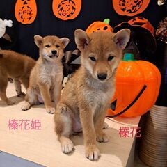 雌の仔犬