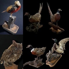 剥製 まとめ売り 7点セット M10059