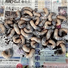 国産カブトムシの幼虫