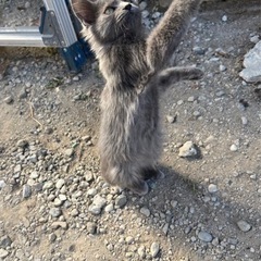 綺麗な子猫　グリーンアイ　グレー　長毛　目クリクリ　人慣れ