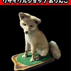 剥製 狐 キツネ 標本 置物 鑑賞 m09169