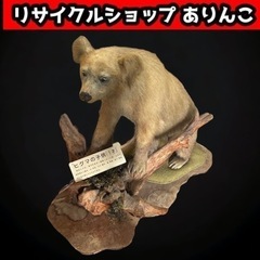 剥製  熊 ヒグマの子供1才 置物 鑑賞  コレクション m10001