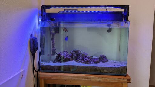 海水魚水槽セット（今すぐ飼育できます）
