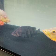 熱帯魚　ダトニオプラスワン30センチ前後