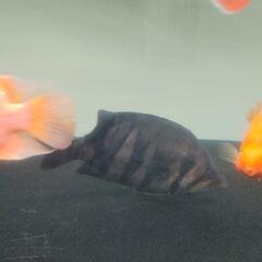 熱帯魚　ダトニオプラスワン30センチ前後