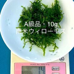 ★★完全無農薬★自家製★【南米ウィローモス】【Net10g】単価1100円