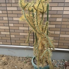 サボテン　キリンドロオプンチア  ダビシー　希少　金トゲ　大株