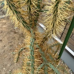 サボテン　キリンドロオプンチア  ダビシー　希少　金トゲ　大株