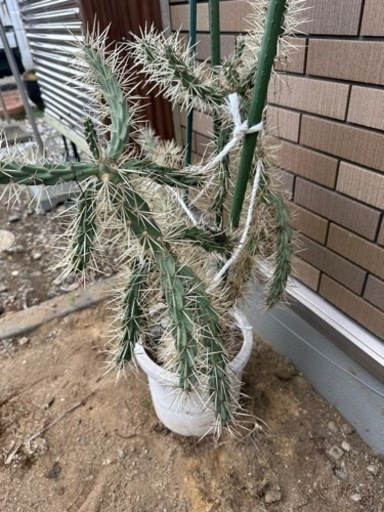 サボテン キリンドロオプンチア ダビシー 希少 白トゲ 大株 ①