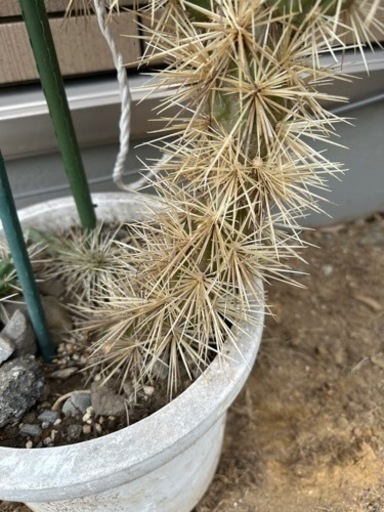 サボテン キリンドロオプンチア ダビシー 希少 金トゲ 大株 発送不可