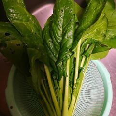 無農薬 おまかせ鍋用野菜 ワンコインで