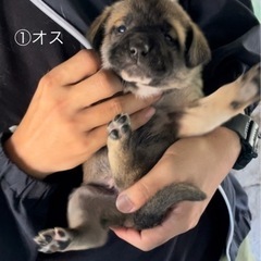 9/29生まれの雑種子犬5匹