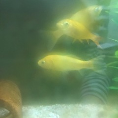 金魚３匹