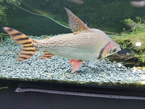 カラープロキロダス約22cm