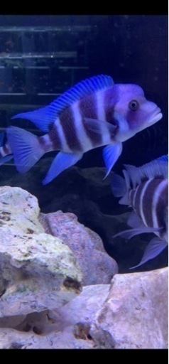 アフリカンシクリッド フロントーサ ムピンブエ ワイルド ±20