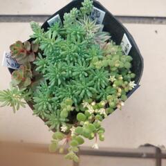 多肉植物 セダム寄せ植え②