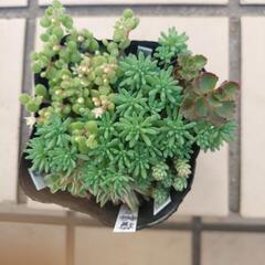 多肉植物 セダム寄せ植え③