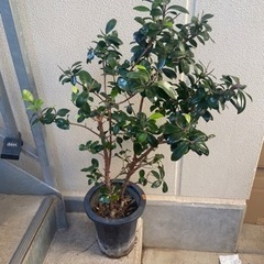 ヘビーリーフ　観葉植物