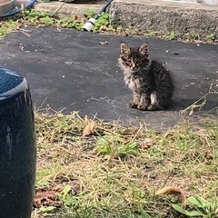 メインクーンみたいな毛長の子猫