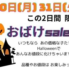 [大磯]音めだか★30日(月)、31日(火)限定セール