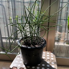 一推し！おしゃれな植物　ミルクブッシュ　室内観葉植物　まだまだ育...