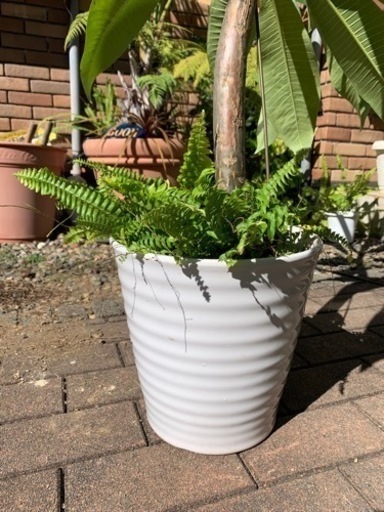 プルメリア白 新品の日本製陶器鉢入り 寄せ植え